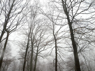 silhouetted trees in the rain and fog in February                     