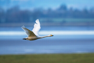 Tundra Swan, Bewick's Swan, Cygnus columbianus at winter in Slimbridge, England