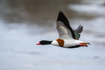 Common Shelduck, Tadorna tadorna, bird in flight over winter marshes