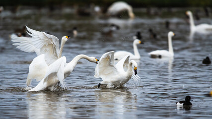 Tundra Swan, Bewick's Swan, Cygnus columbianus at winter in Slimbridge, England