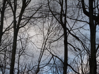 bare trees against winter sky in February       