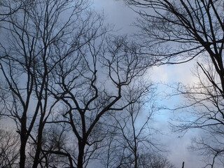 bare trees against winter sky in February         
