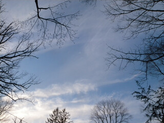tree branches and winter sky in February  
