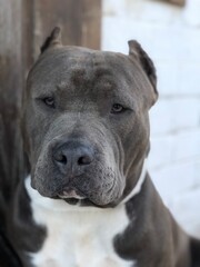 american staffordshire terrier
