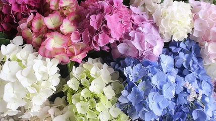  Vibrant hydrangea display with pink, white, green, and blue blooms for decorative and floristry design © Anna