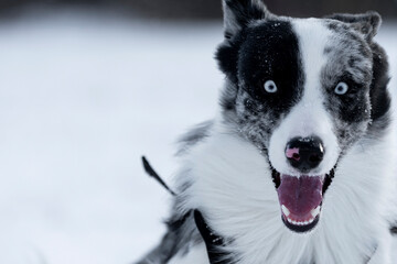 dziwny portret border collie blue merle zima śnieg