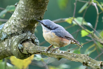 a bird sitting on a branch