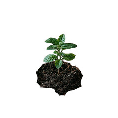 a young plant growing out of dirt and rock with a small tree growing out of it PNG image, PNG file, Generative art.