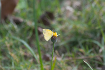 Mariposa amarilla en una flor amarilla en un día soleado.