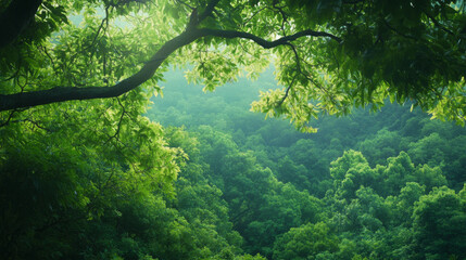 Obraz premium Lush green forest canopy overlooking vibrant foliage at sunrise