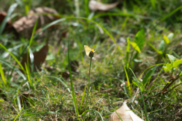 Mariposa amarilla en una flor amarilla en un día soleado.