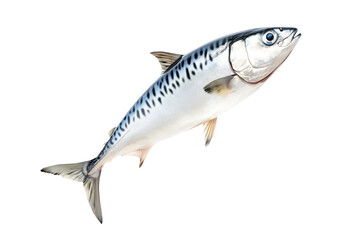 Fototapeta premium Fresh mackerel fish with detailed scales and fins isolated on white transparent background. Concept of seafood and marine life