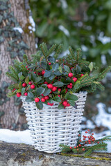 Scheinbeere (Gaultheria procumbens) im Korb im Wintergarten	
