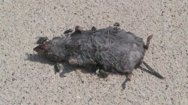 Green and Blue bottle flies feeding on a dead Northern short-tailed shrew in Minnesota
