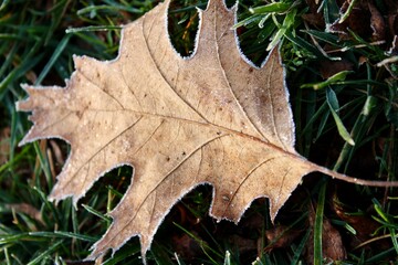 oak leaf in autumn