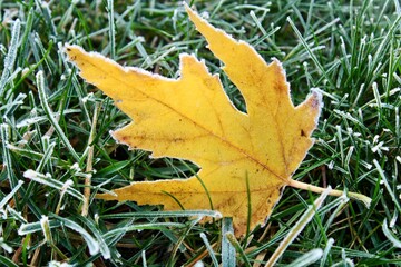 yellow maple leaf on grass