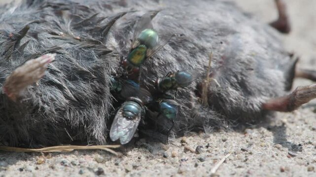 Closeup of Green and Blue bottle flies feeding on a dead Northern short-tailed shrew in Minnesota