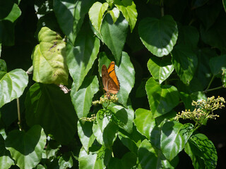 Mariposa naranja en un jardín. Es una mariposa monarca. Era un día soleado y ventoso.