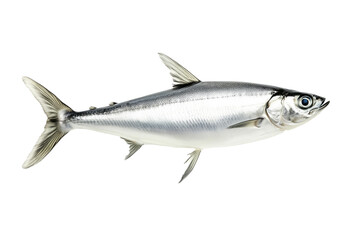 Fototapeta premium Fresh sardine fish with detailed scales and fins isolated on white transparent background, symbolizing canned seafood