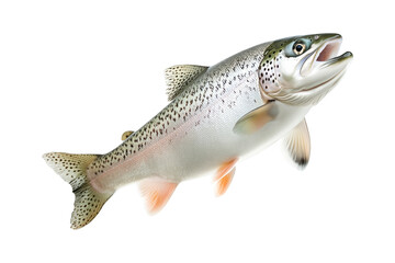 Closeup of trout fish with spotted scales, fins and open mouth isolated on white transparent background, concept of wildlife