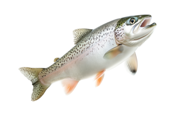 Closeup of trout fish with spotted scales, fins and open mouth isolated on white transparent background, concept of wildlife