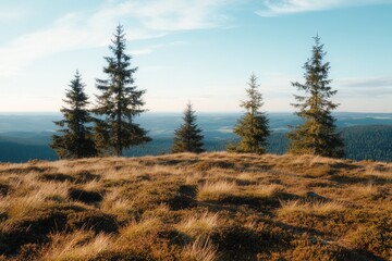 Mountaintop pines, sunset vista, grassy landscape, nature scene, travel
