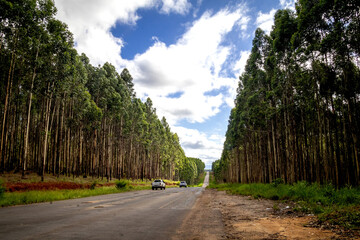 road through the forest.
Between Modjadji and Tzaneen