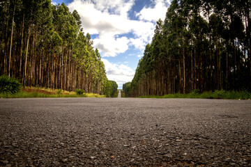 road through the forest.
Between Modjadji and Tzaneen