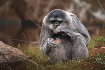 Obraz premium Monkey sitting on the ground 