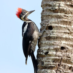 square photo of a Lineated Woodpecker (Dryocopus lineatus) perched horizontally on a coconut tree