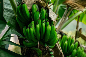 Vibrant Green Bananas Growing on a Tree in the Amazon Lush Jungle of Machu Picchu in Peru