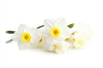 Obraz premium White Daffodils Close-up