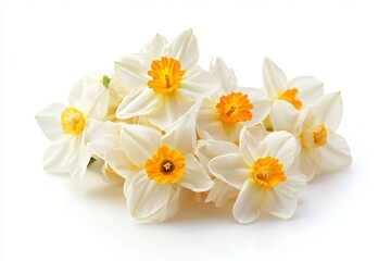 Fototapeta premium White Daffodils with Orange Centers