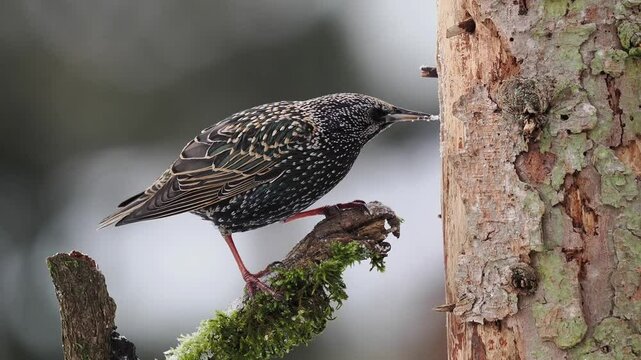 Star (Sturnus vulgaris)  