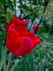 tulips on green grass background
