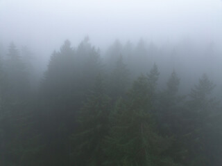 Thick fog blankets a dark forest of Douglas fir trees in the Pacific Northwest. The moisture fog...