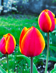 red and yellow tulips in the garden