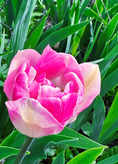 blooming pink and white tulip