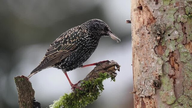 Star (Sturnus vulgaris)  