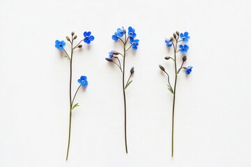 Three stems of blue forget-me-not flowers