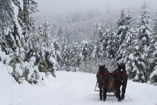para koni ciągnie sanie w zimowej g&oacute;rskiej scenerii