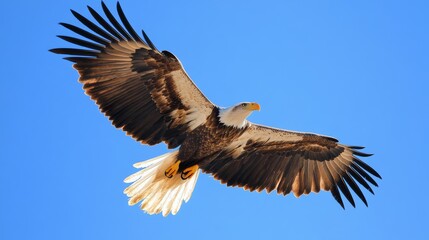 Obraz premium A majestic eagle soaring against a clear blue sky, Wildlife scene, Majestic style