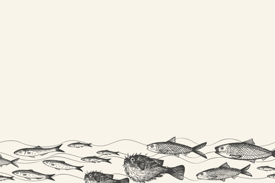 Vector banner for text with engraved Fugu fish, Anchovy, fingerling, carp, sardine. Hand drawn fished border background with sea animals. Seafood, delicacy, marine life, animals. For label, menu, card