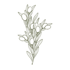 Hand drawn olive branch vector illustration with linear style and green outline. Minimalistic composition. elegant botanical elements for logos, packaging, prints, textiles, menu