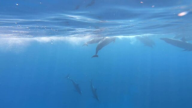 Hawaiian spinner dolphin pod of dolphins diving underwater in sleep trance ( USWS ) in the bright blue ocean of Kona coast on the Big Island of Hawaii dolphins dolphins unihemispheric slow-wave sleep