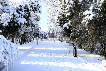 Winter landscape of the park, covered with snow. Trees in winter snowy street. View of the Monastery Island. Ukraine, Dnipro