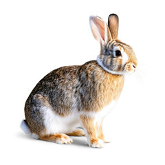 Fototapeta premium rabbit isolated on transparent background