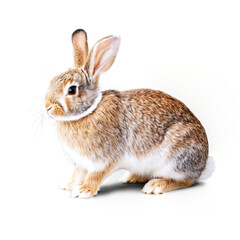 Obraz premium rabbit isolated on transparent background