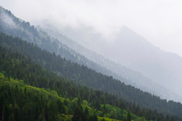 View of the majestic Kackar Mountains from Camlihemsin, Rize featuring lush green forests and layered mountain ridges under soft daylight.