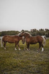 Two horses hugging on the lawn. Brown horse. Animal love